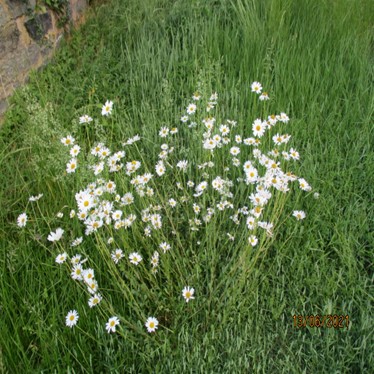 Insektenwiese bei der Kirche St. Valentin Ockfen